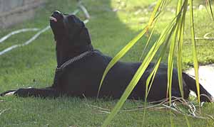 Sen i aktywny tryb psa