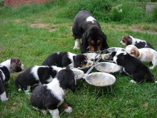 Ilość i jakość diety