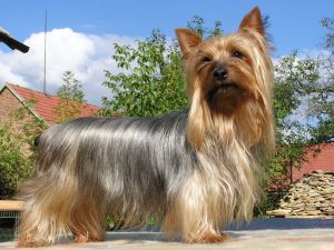 Australijski jedwabisty terier