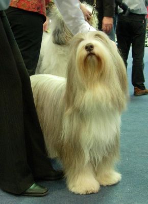 Bearded Collie