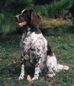 Niemiecki wskaźnik długowłosy