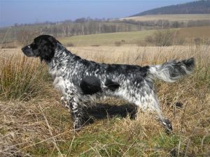 Duży wskaźnik Munsterlandera