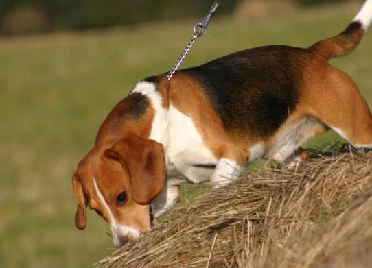 Odpowiedzialne chodzenie