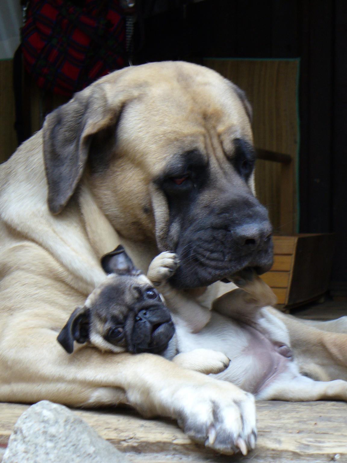 Mastif angielski - jak się nim opiekować