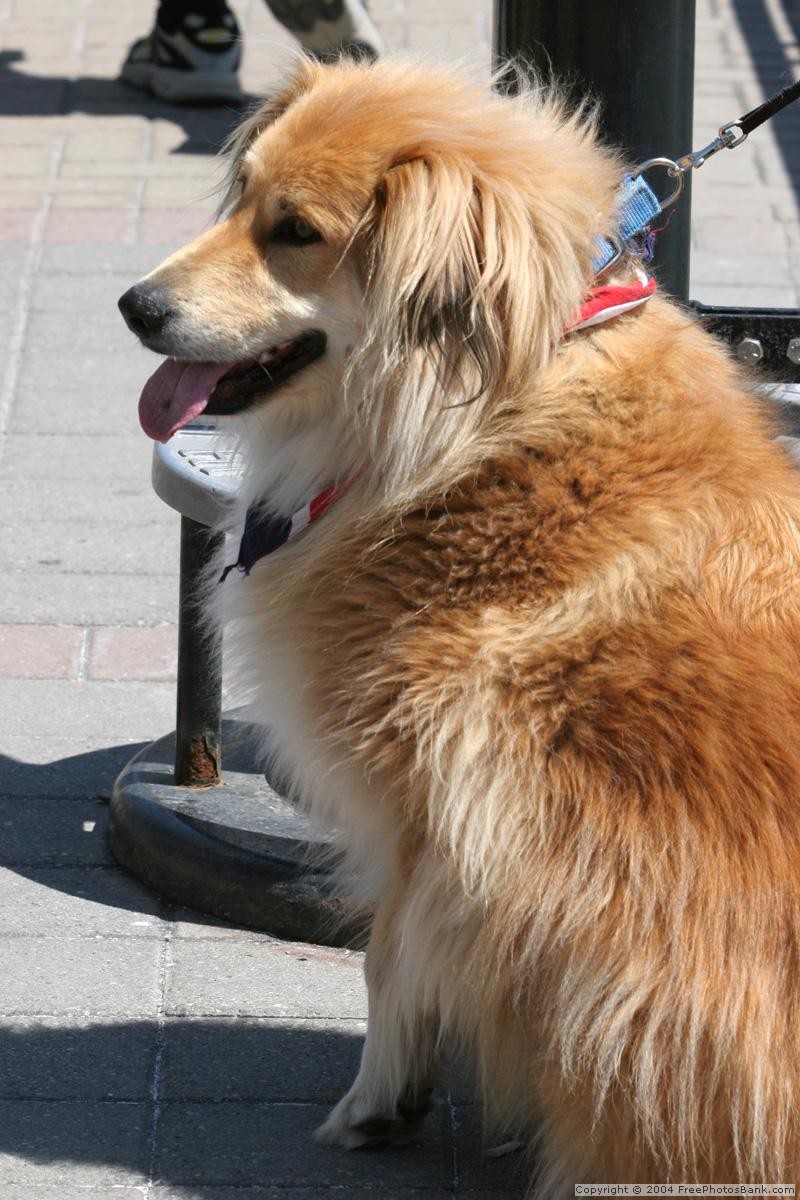 Pies przed sklepem jest w niebezpieczeństwie!