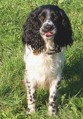 Życie psa - nawet gorsze niż się spodziewaliśmy