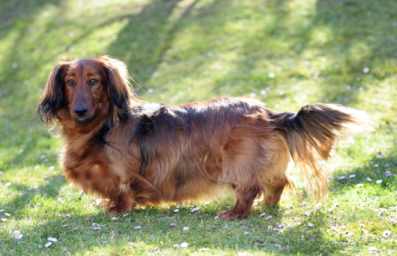 Otyłość psów - jak ją rozpoznać i leczyć