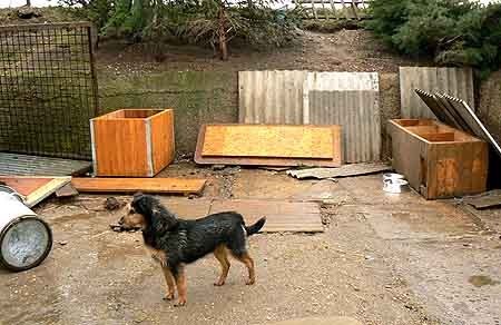 Burza zniszczyła schronisko dla psów w Kralupach