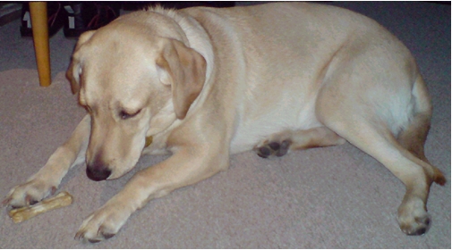 Smakołyki dla psów