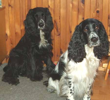 Drugi pies z rodziny