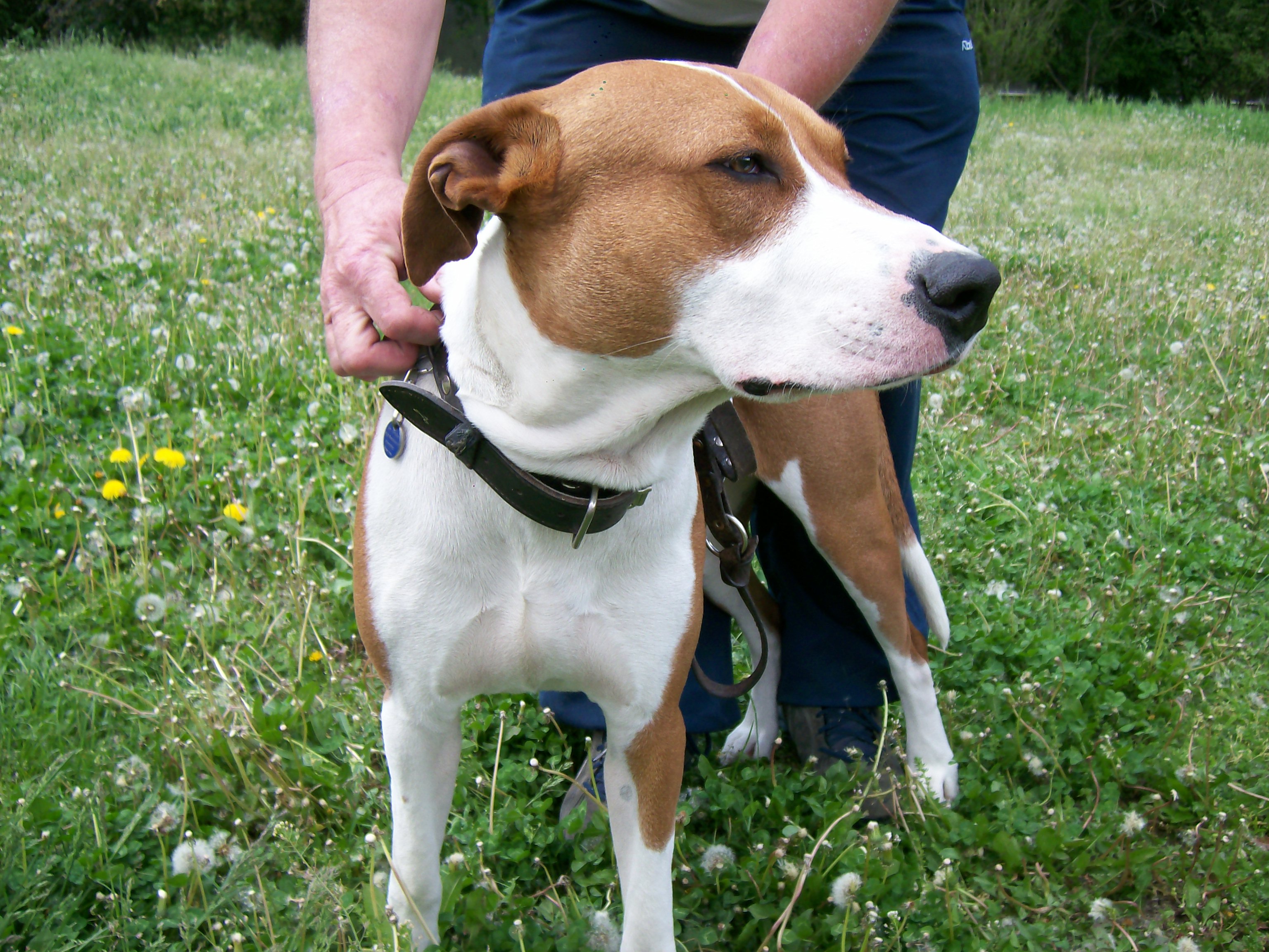 Wybieramy dorosłego psa