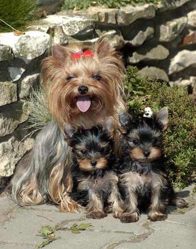 Yorkshire Terrier i życie z nim