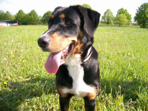 Zaproszenie na zwycięski konkurs spacerowy na najpiękniejszy spacer z psem