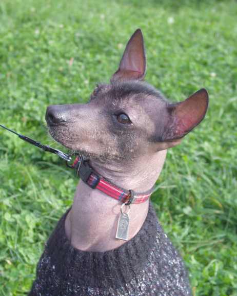 Bezwłosy pies peruwiański