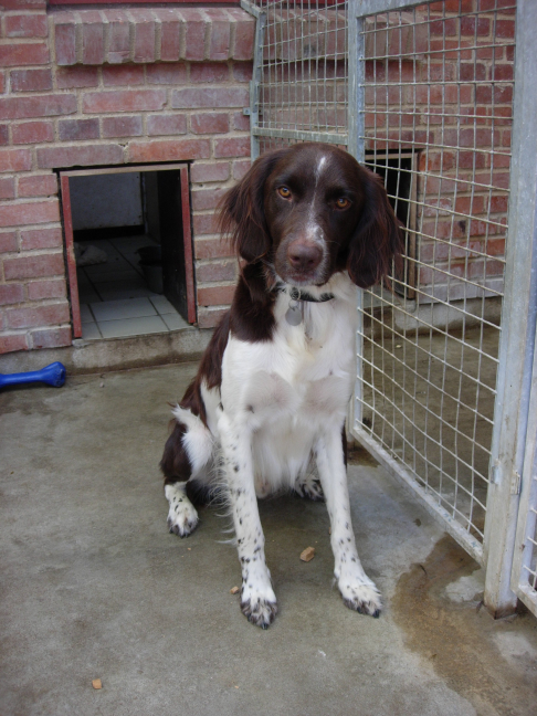 Hotele dla psów lub jak przygotować psa na pobyt