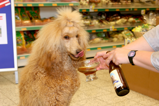 Piwo dla psów wreszcie w Czechach