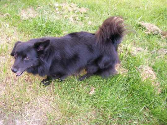 Ze notatnika starego weterynarza: Man of Creation