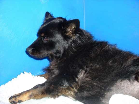 Pyometra - ropne zapalenie macicy