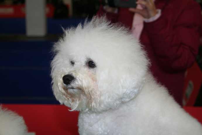 Bichon Frise