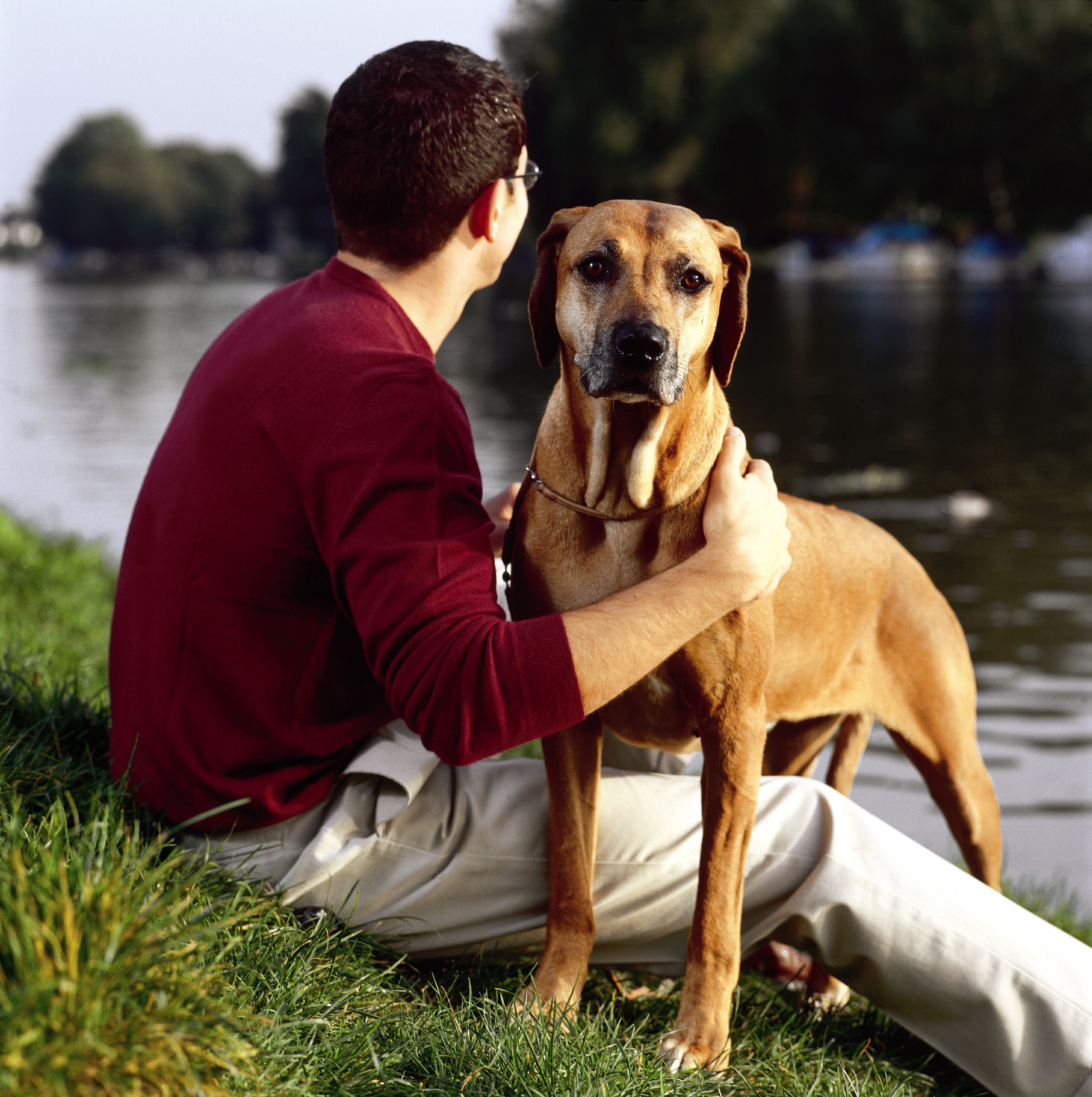 Odżywianie starszych psów