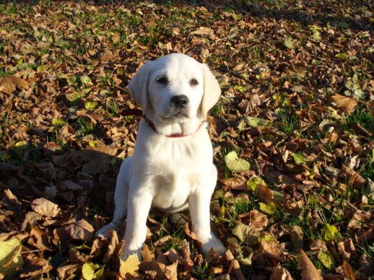 Błędy w wychowaniu psa