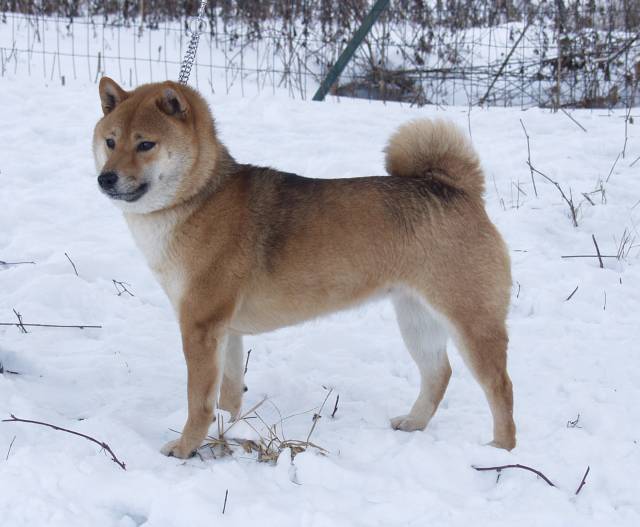 Shiba inu