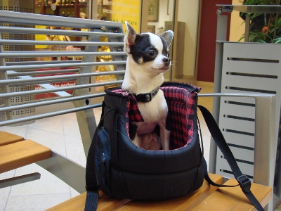 Gdzie są liczone psy