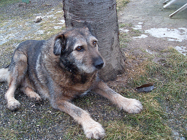 Schrony dla psów pękają w szwach