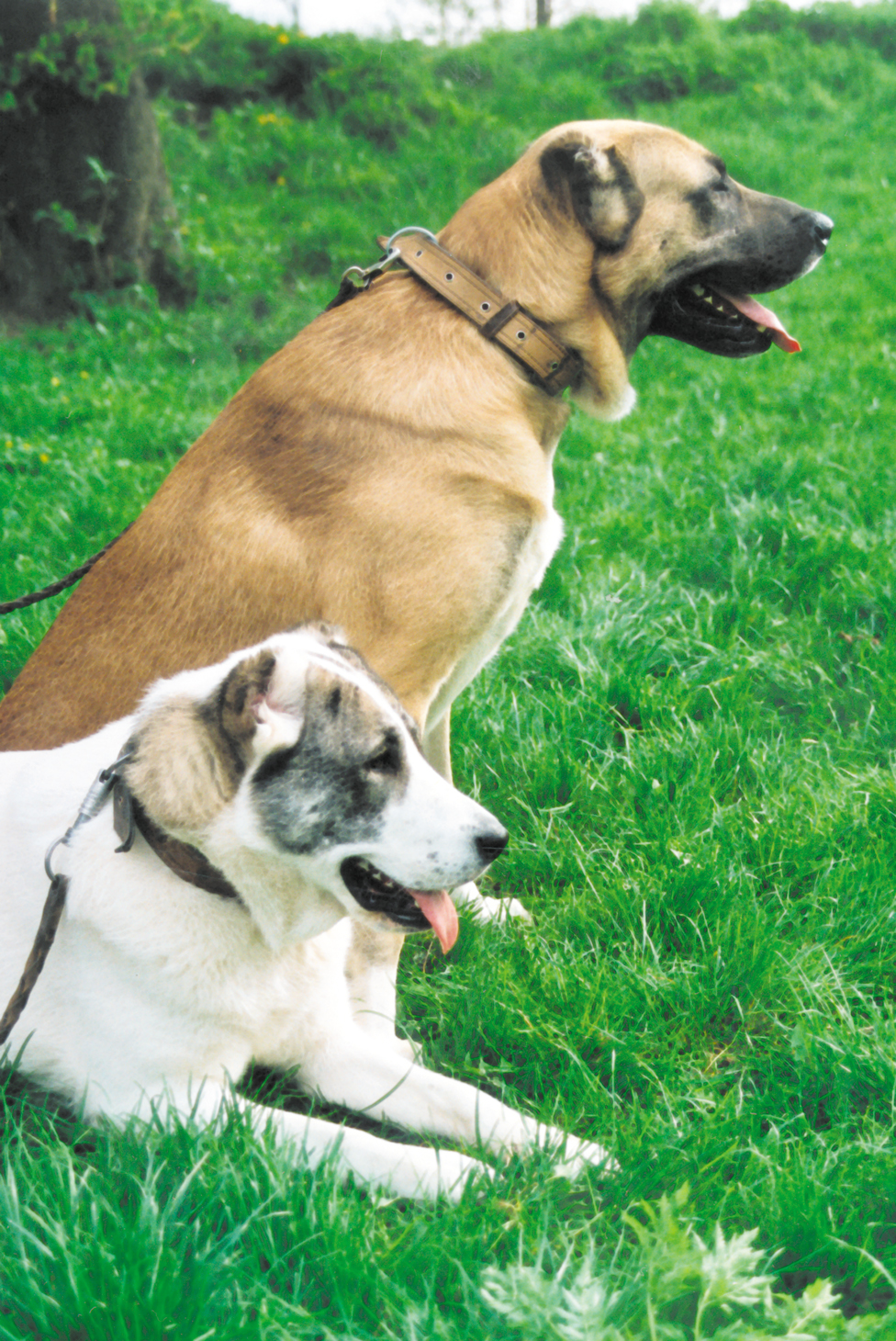 Jakiego koloru jest miłość?