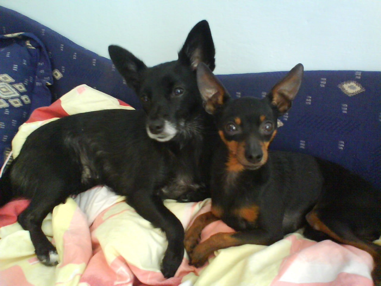 Trujące zabawki dla psów