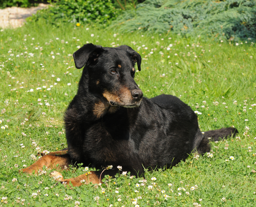 Beauceron