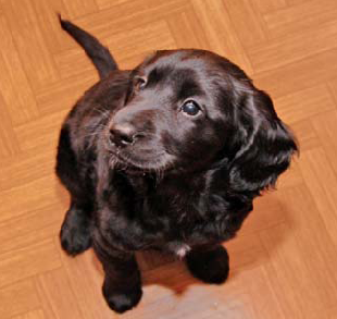 Zatrucie psów i kotów III