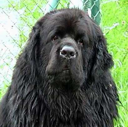 Dysplazja stawu biodrowego i pływanie