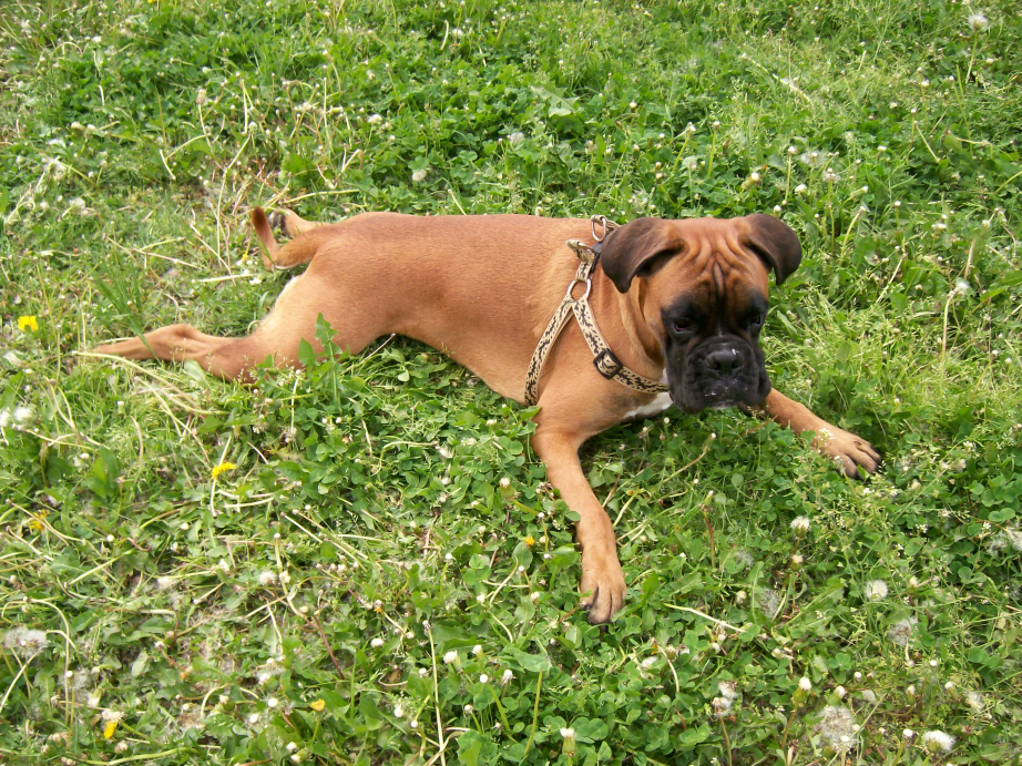 Jaka jest cena zakupu psów z PP?