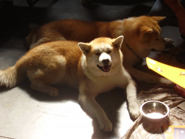 W listopadzie tysiące psów z całego świata odwiedzi Pragę