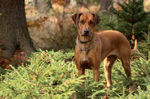 PES jako diagnoza raka?