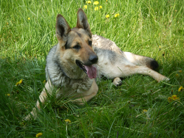 Młodzi ludzie pomagają schroniskom dla psów w korzystaniu z koncertów