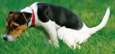 Jak uwolnić psa, aby zrobił to w domu?