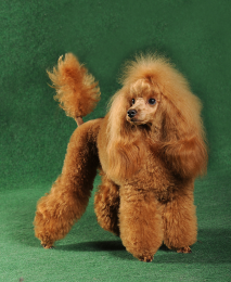 Międzynarodowe zawody w pielęgnacji psów Pragobest 09