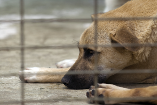 Ludzie stali się uczuleni na stare psy