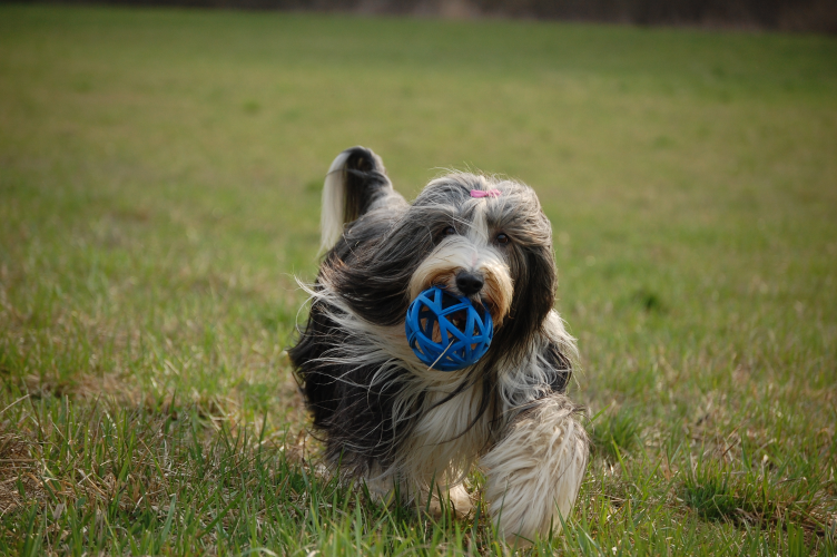 Zadzwoń do psa w zatłoczonym otoczeniu