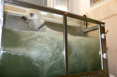 Aquaterapia dla psów