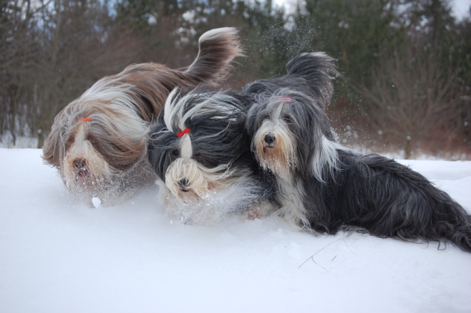 BEARDED COLLIE