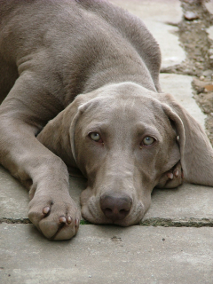 Weimaraner niemożliwy do zarządzania