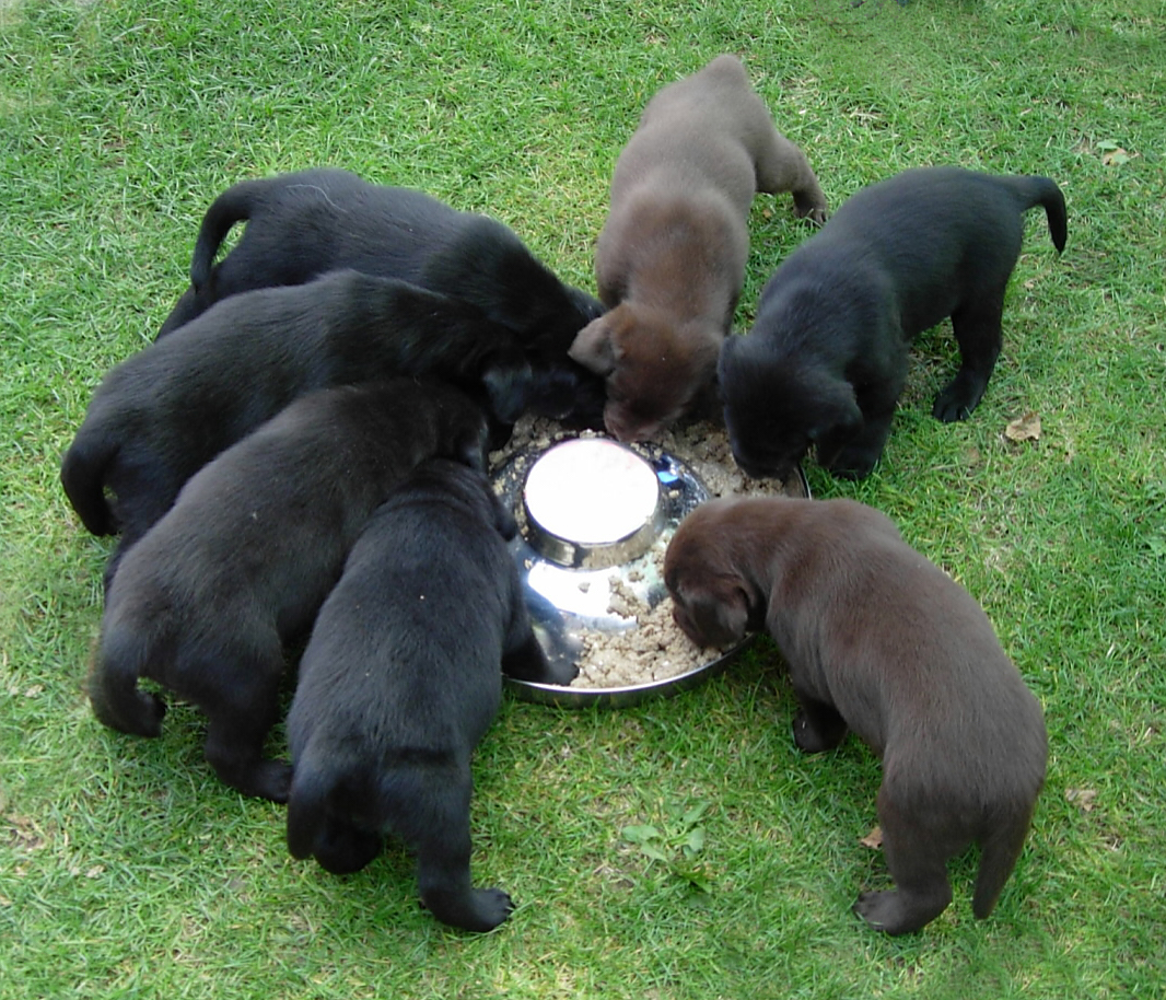 Odżywianie szczeniaka