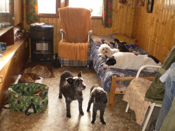 Schronisko dla psów w Pradze Modřany