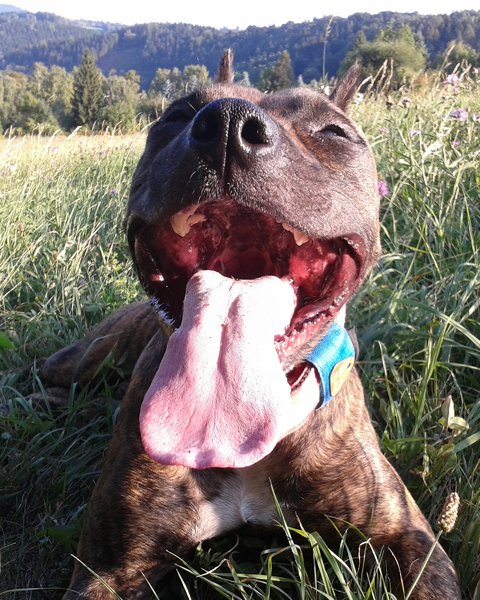 Dokument na temat „walczących ras”