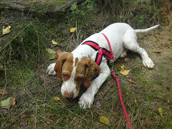 Co zrobić, jeśli napotkasz okrucieństwo wobec zwierząt?