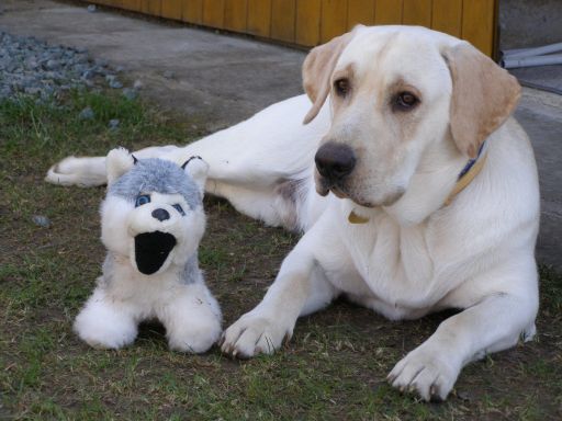 Zabawki dla psów - przegląd