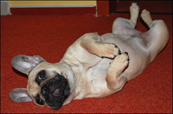 Zespół kynologiczny